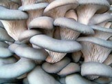 Продаю грибные  блоки,мицелий,грибы