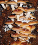 Шиитаке – грибы с особенным вкусом!