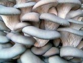 Изготовлю грибные блоки Вешенки