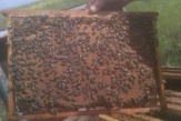 Продам семьи пчел и пчелопакеты