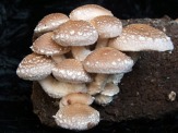 «Охотимся» на грибы шиитаке дома!
