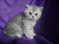 Котенок из рекламы «Вискас» - это котенок с рисунком на шерстке
