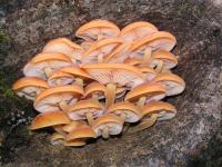 зерновой мицелий грибов ВЕШЕНКИ (КОМПЛЕКТ)