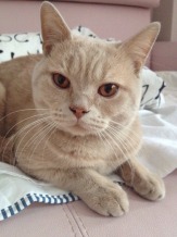 Найден кот британец кремового окраса.