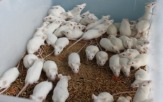 Продаются кормовые мыши в Самаре