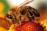 Продам пчелопасемьи