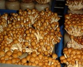 Свежие грибы – на подоконнике!