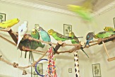 Волнистые попугаи(самки)